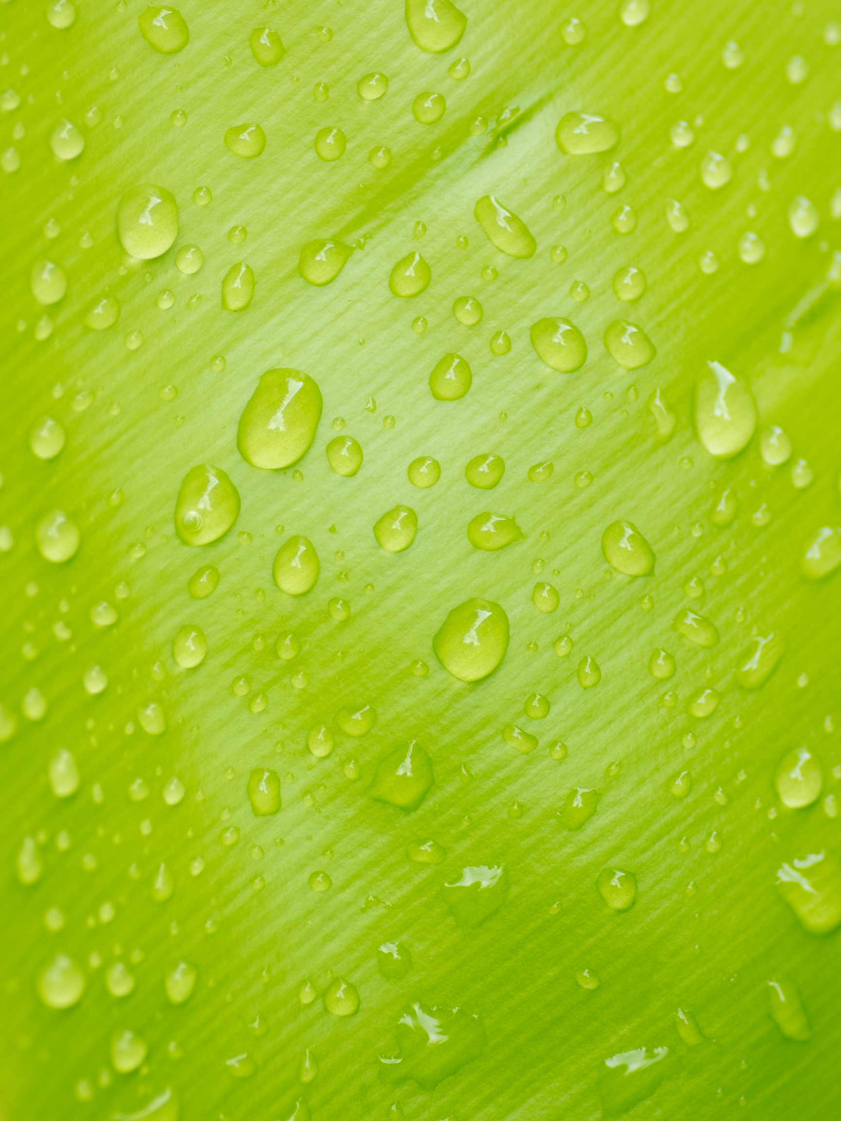 Plant Leave Green Background with Rain Water Drop